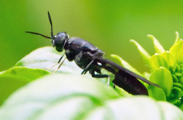 black-soldier-fly-6-600x392