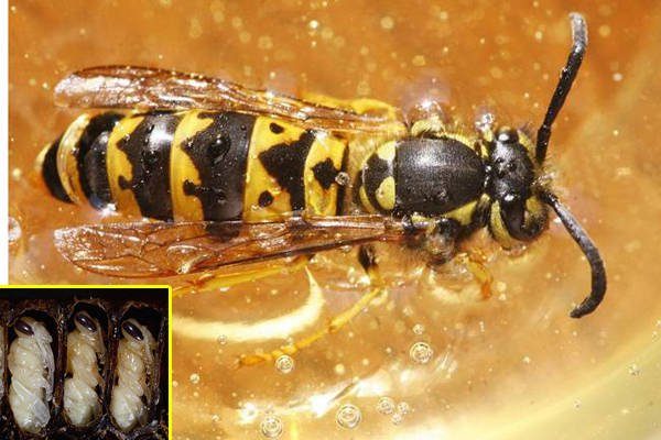 Ong vò vẽ và ấu trùng của nó được rang hoặc luộc để làm món ăn ở một số nước Đông Á. Ở Việt Nam, cháo nhộng ong vò vẽ được khen bổ dưỡng và là đặc sản ở miền Tây.